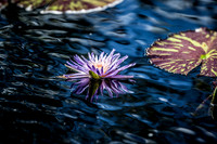 "Nature Reflected" Art Collection