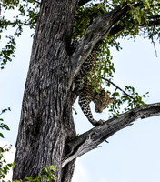 "Modern Family - Leopard & Her Cub Collection, 2016"